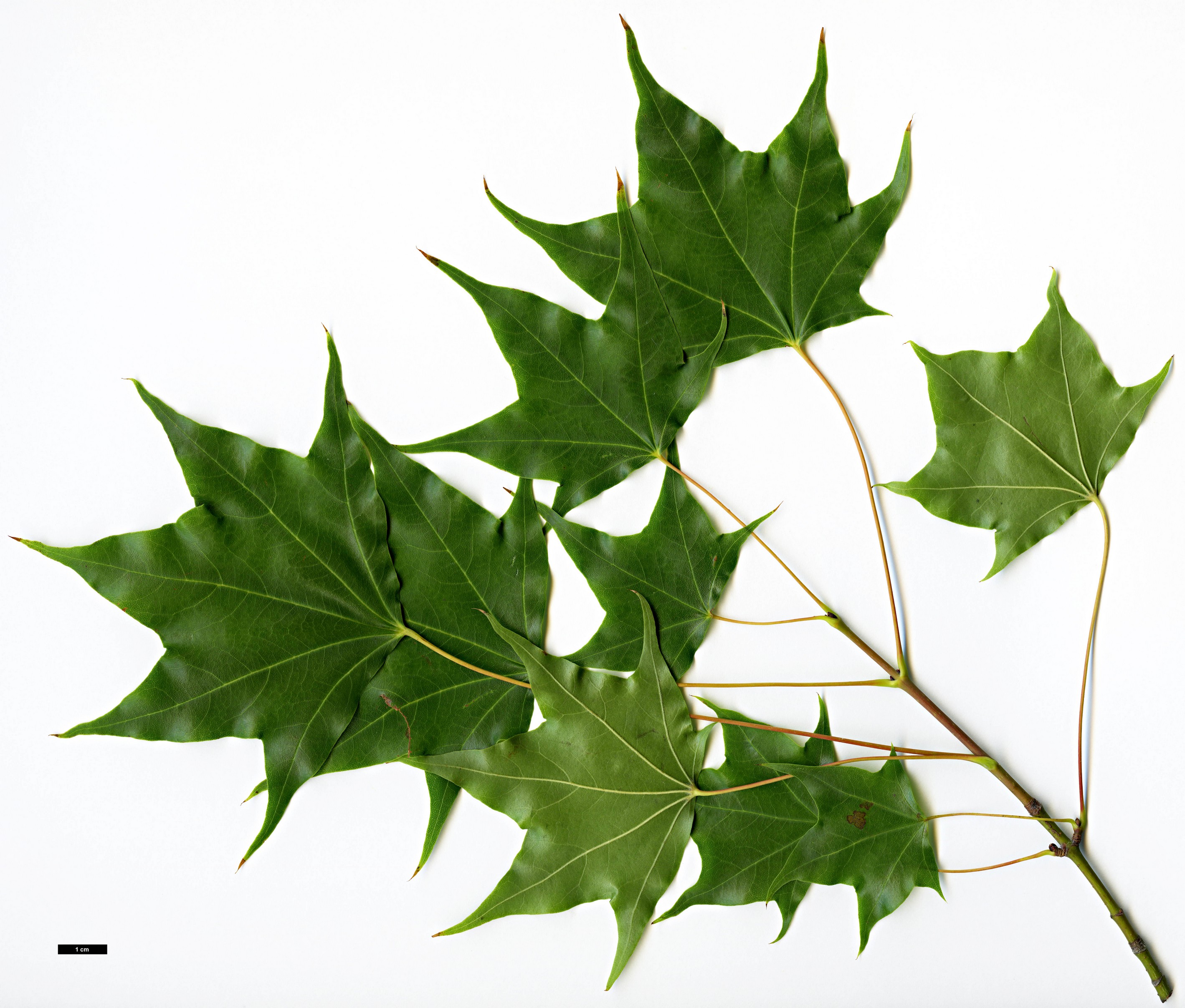 High resolution image: Family: Sapindaceae - Genus: Acer - Taxon: cappadocicum - SpeciesSub: var. sinicum